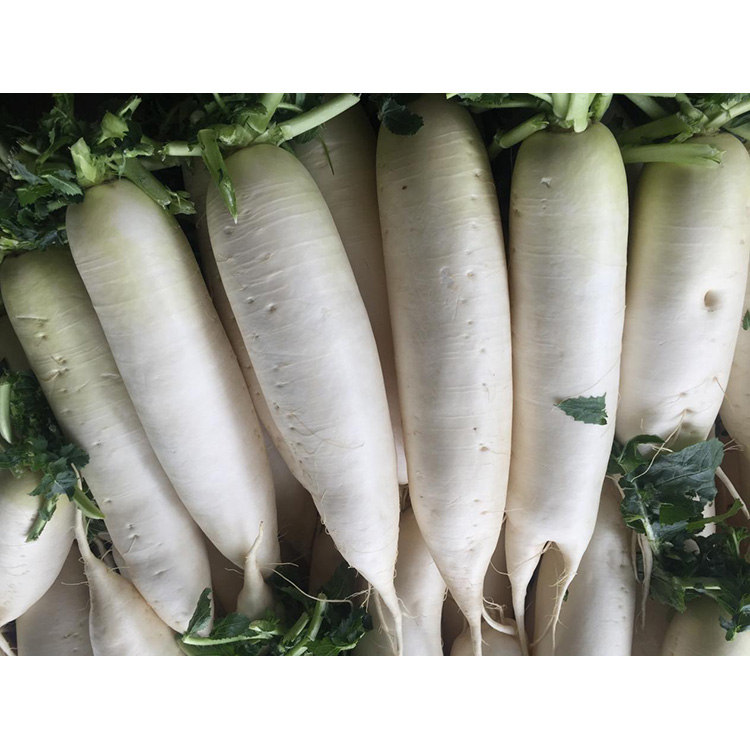 Узнайте о питательной ценности New Crop Fresh Redish для повышения иммунитета и подавления роста раковых клеток.